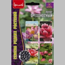 Лотос орехоносный (Nelumbo nucifera) (большой пакет) - Семена Тут