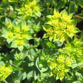 Буплерум Граффити золотистый