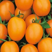 Томат Де Барао оранжевый - Семена Тут