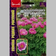 Пион Марьин Корень (уклоняющийся) (большой пакет) - Семена Тут