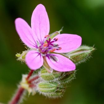 Аистник Журавленок обыкновенный
