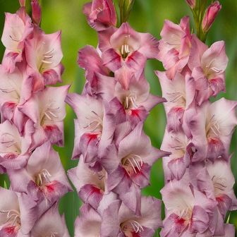 Гладиолус Смоки