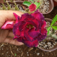 Адениум PurpleKing - Семена Тут
