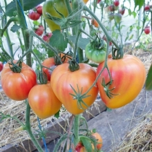 Томат Абрикосовое Сердце Зебры (Coeur De Zebre Apricot) (большой пакет) - Семена Тут