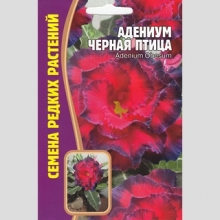 Адениум Черная Птица (тучный) (большой пакет) - Семена Тут