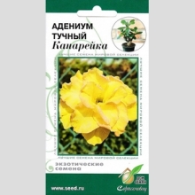 Адениум Канарейка (тучный) - Семена Тут