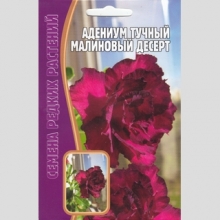 Адениум Малиновый Десерт (тучный) (большой пакет) - Семена Тут