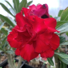 Адениум тучный Red Rose - Семена Тут