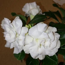 Адениум (Obesum) Белая Роза - Семена Тут