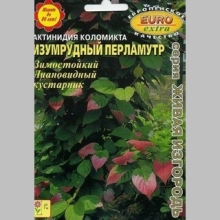 Актинидия Изумрудный перламутр (коломикта) - Семена Тут
