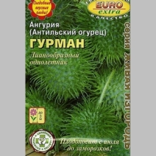 Ангурия Гурман (антильский огурец) - Семена Тут