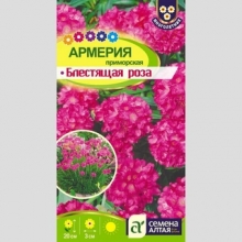 Армерия Блестящая роза (приморская) - Семена Тут