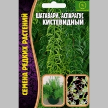 Шатавари кистевидный (аспарагус) (большой пакет) - Семена Тут