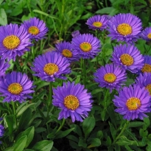 Астра альпийская Фиолетовая - Семена Тут