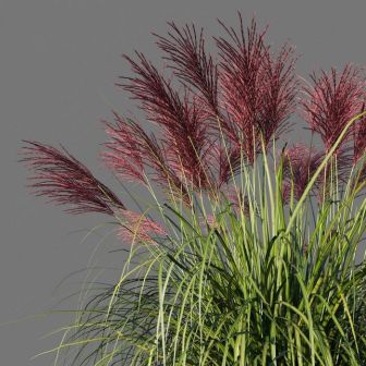 Мискантус Ротфедер китайский