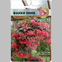 Бегония Фанки Пинк - Семена Тут