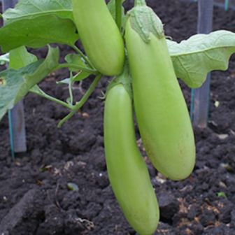 Баклажан Зелененький F1