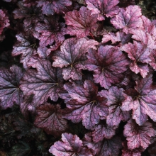 Гейхера Пурпурный дворец мелкоцветковая - Семена Тут