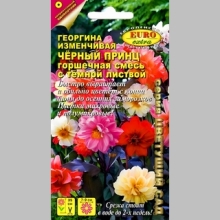 Георгина Чёрный принц (с тёмной листвой) - Семена Тут