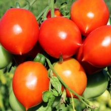 Томат Гераникум Кисс (Реликтовые томаты) - Семена Тут
