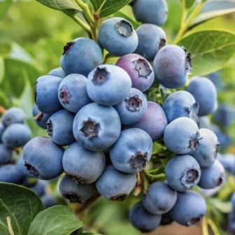 Голубика Диво дивное