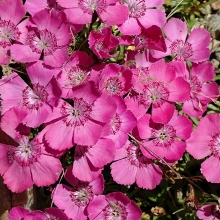 Гвоздика альпийская Розовая - Семена Тут
