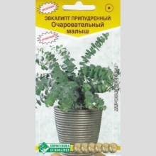 Эвкалипт Очаровательный Малыш (припудренный) - Семена Тут