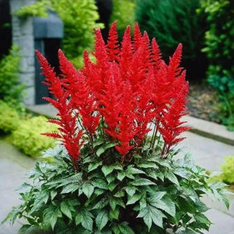 Астильба Фанал