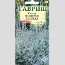 Чистец Марвэл византийский (стахис) - Семена Тут