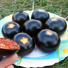 Томат Каштановый шоколад (Chestnut Chocolate) - Семена Тут
