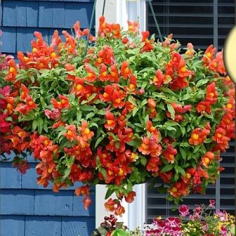 Антирринум Кэнди F1 Оранж (каскадный)