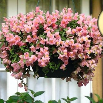 Антирринум Кэнди F1 Пинк (каскадный)