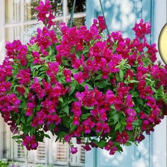 Антирринум Кэнди F1 Дип Парпл (каскадный)