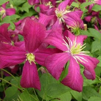 Клематис Розовые мечты