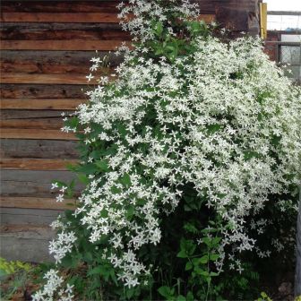 Клематис Жгучий