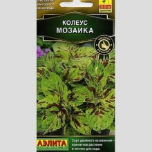 Колеус Визард Мозаика - Семена Тут