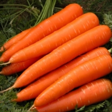 Морковь Королева осени 300 шт. (гел.драже) - Семена Тут