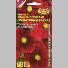 Космея Гранатовый бархат (дваждыперистая) - Семена Тут