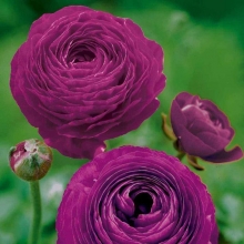 Лютик (Ранункулюс) Цветущая долина F1 Фиолетовая - Семена Тут