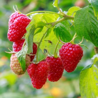 Малина Геркулес