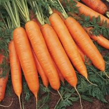 Морковь Монанта - Семена Тут