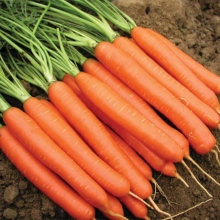 Морковь Красная без сердцевины - Семена Тут