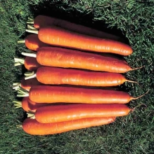 Морковь Император (лента) - Семена Тут