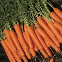 Морковь Хрустишка-зайчишка - Семена Тут