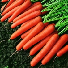 Морковь Мармеладка - Семена Тут