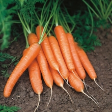 Морковь Медовая сказка - Семена Тут
