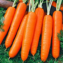 Морковь Нантская 4 (большой пакет) - Семена Тут