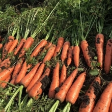 Морковь Нежность - Семена Тут