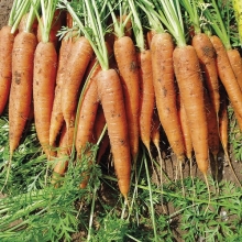Морковь Первый сбор - Семена Тут