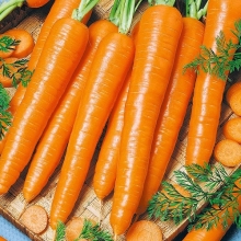 Морковь Проще простого - Семена Тут